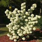 2 Snow Ball Bush Live Plants | Japanese Snowball Bush Plants Live | 1–2 Ft Tall Bare Root Plants | Suitable for Yard Growing and Seasonal Flower Display