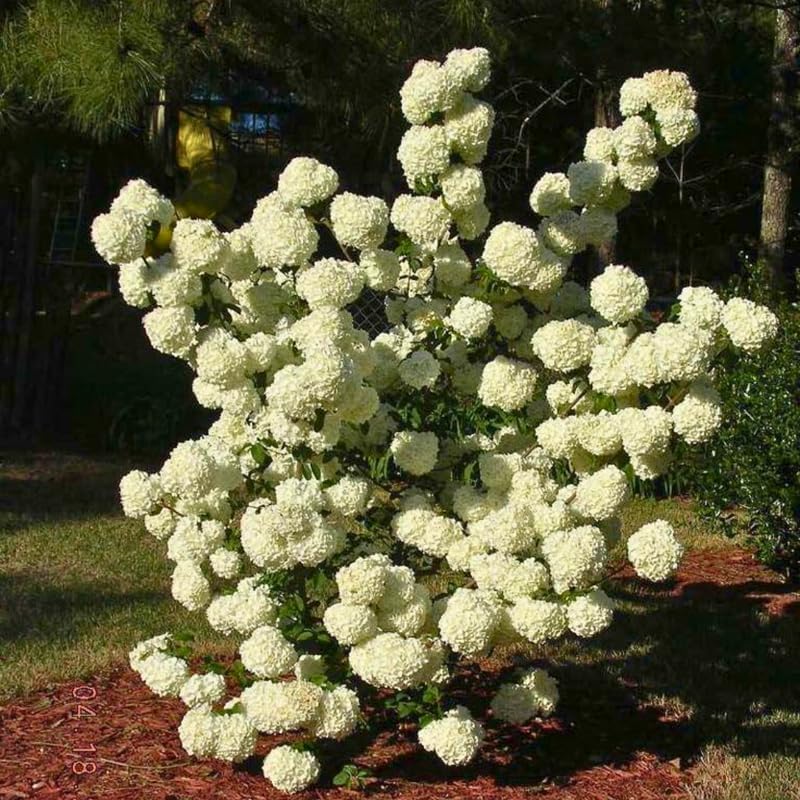 2 Snow Ball Bush Live Plants | Japanese Snowball Bush Plants Live | 1–2 Ft Tall Bare Root Plants | Suitable for Yard Growing and Seasonal Flower Display