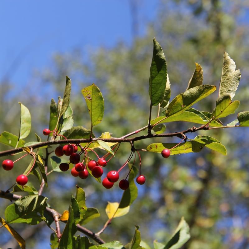 Chokeberry Plant Live, Well-Rooted 3-4" Potted Shrub, Cold-Hardy Aronia Berry Producer for Sunny Garden Rows