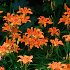 25 Wild Orange Daylily Live Roots, Hemerocallis Fulva, Vigorous Orange Flowering Perennial for Garden Borders