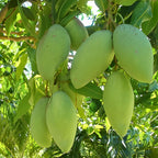 Mallika Mango Tree Live Plant | Fruit Tree 2–3 Ft Tall for Planting | Premium Tropical Mango Variety | Outdoor Fruit Tree for Yard, Patio & Garden Growing | No Ship CA, HI, AK