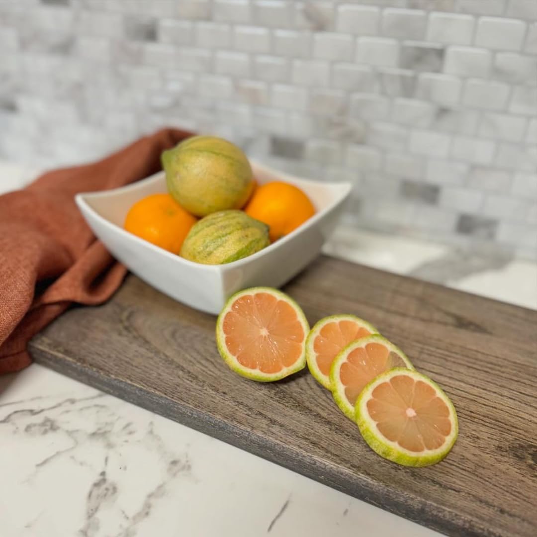 Pink Variegated Lemon Tree for Planting | 2.5–3 Feet Live Plant | Indoor or Outdoor Fruit Tree for Homes, Patios & Yards | No Ship to CA,HI,AK