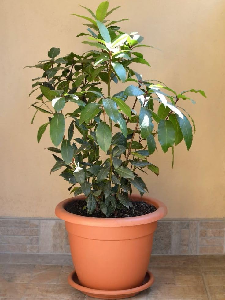 Bay Leaf Tree Live Plant | Laurus Nobilis Sweet Bay Tree | Bay Laurel Plant - 6 to 10 Inch Tall Starter Plant for Home & Garden, Well-Rooted