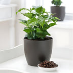 Arabica Coffee Plant Live in 4" Inch Pot | Coffea Arabica Houseplant with Glossy Green Leaves | Easy-Care Indoor Plant for Home, Office & Collections