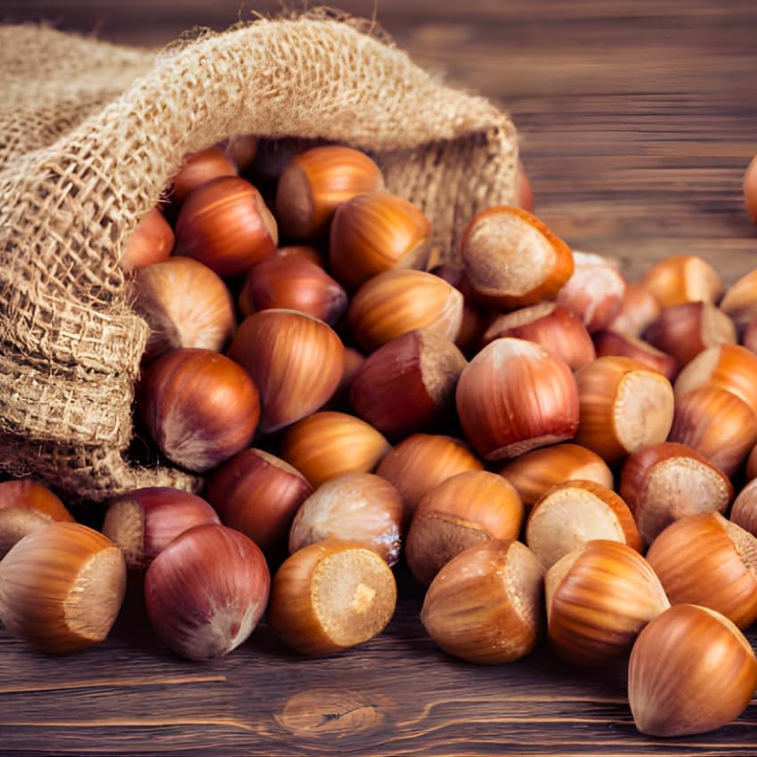 5 Hazelnut Tree Live Plant, 12–14 Inch Tall, Edible Nut Tree for Backyard Planting, Easy to Grow for Starters