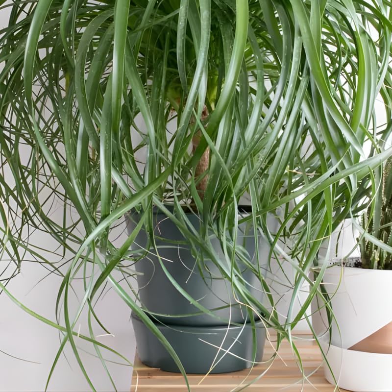 Pony Tail Palm Live Plant in 4” Inch Pot | Elephant’s Foot Live Trees | Easy to Maintain Indoor Housplant | Suitable for Home & Office Décor | Great Birthday Gift