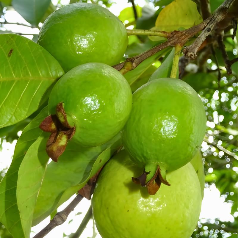 Pink Guava Tree Live Plant 3 Ft Tall | Sweet Pink Flesh Fruit Tree| Guava Plants Live for Planting in Backyards, Patios & Warm Climates