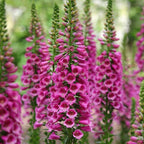 Foxglove Live Plant in 3-Inch Pot, Digitalis Purpurea Tall Flowering, Bell-Shaped Purple Blooms for Cottage Gardens and Borders