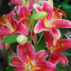 Stargazer Lily Bulbs, 5 Pack Premium 12/14 Size, Fragrant Pink and White Flowering Perennials for Garden Beds