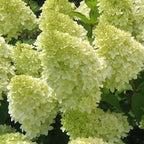 Limelight Hydrangea Live Flowering Plant | Quart Pot | Cold-Hardy Panicle Shrub with Lime-Green Blooms | Well-Rooted Ornamental Garden Plant