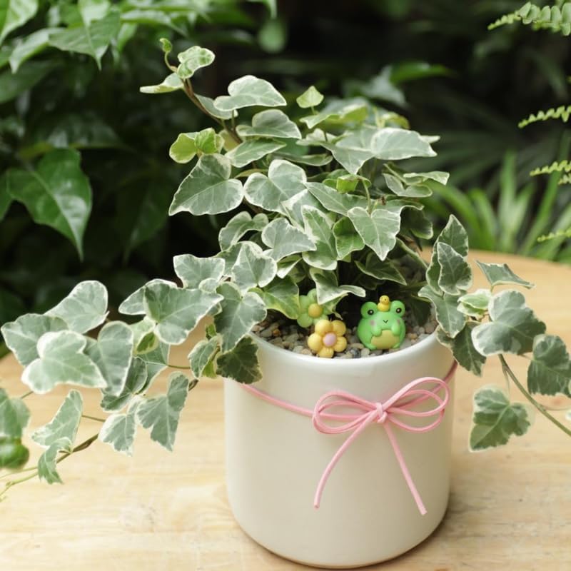 Glacier English Ivy Live Plant in 6 Inch Pot | Real English Ivy Plant Live | Trailing Plant & Climbing Vine | Easy Care Houseplant for Home & Office