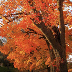 10 Black Gum Native Tree Live Seedling 1–2 Ft | Sweet Gum Outdoor Tree for Yard & Garden Planting | Hardy Shade Tree with Brilliant Fall Foliage | Ideal for Landscaping, Parks & Home Gardens