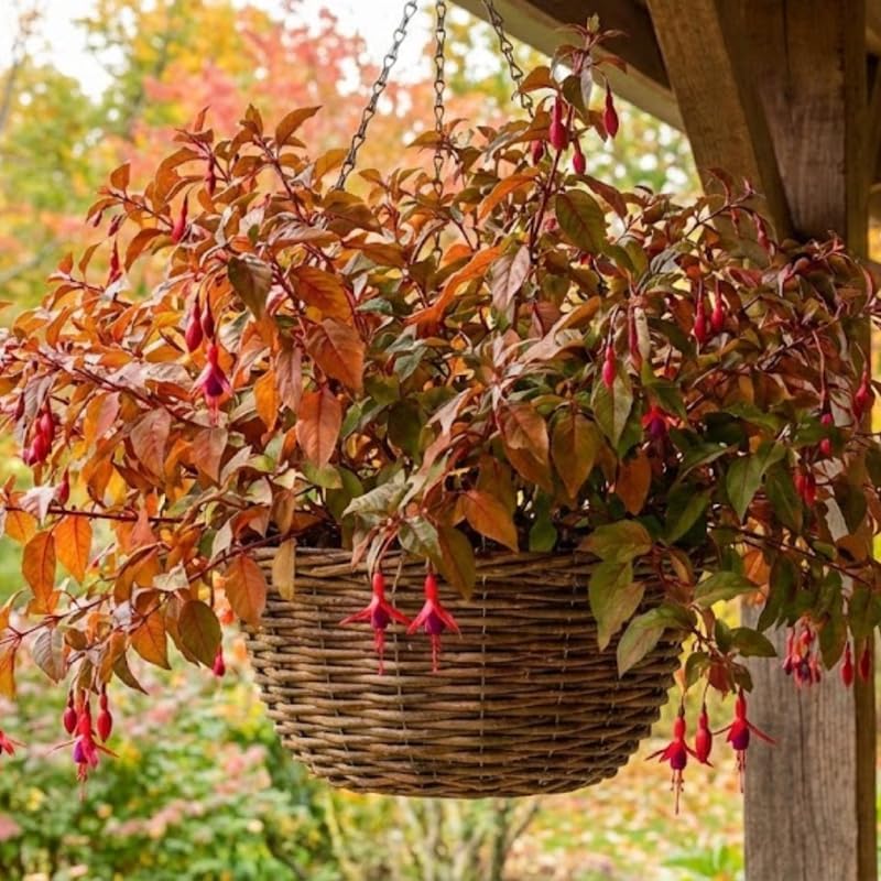 Fuchsia Plants Live, Gold and Red Foliage, 6-12 Inch Tall, Autumnale Variety, Fast Growing Deciduous Flowering Shrub, Well-Rooted Plant