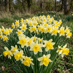 100 Wild Daffodil Bulbs, Well-Rooted Buttercup Bulbs, Vigorous Growth Habit with Showy Trumpet Blossoms for Home Landscapes