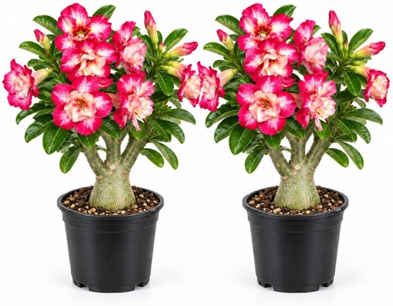 2 Adenium Obesum Desert Rose Plant, Succulent Houseplant in 4" Pot