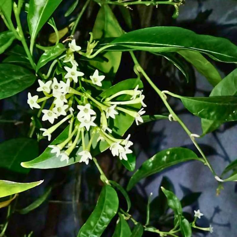 Night Blooming Jasmine Plant Live in 4 Inch Pot | Fragrant Night Blooming Plant | Live Jasmine Plant for Indoor Spaces, Home & Office Décor | Easy to Grow