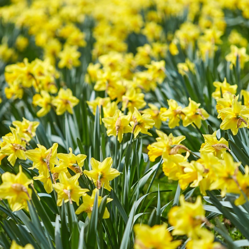 100 Wild Daffodil Bulbs, Well-Rooted Buttercup Bulbs, Vigorous Growth Habit with Showy Trumpet Blossoms for Home Landscapes