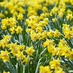 100 Wild Daffodil Bulbs, Well-Rooted Buttercup Bulbs, Vigorous Growth Habit with Showy Trumpet Blossoms for Home Landscapes