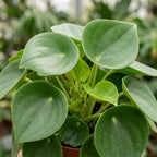 Peperomia Raindrop Houseplant, 4 Inch Pot, Vigorous Houseplant with Thick Glossy Foliage for Living Rooms & Shelves, Easy to Care Pet-Friendly Decor