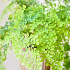 10 Cinnamon Ferns Live Plants Outdoor, Well-Rooted Rhizome Starters, Cold-Hardy Shade Plant for Home Landscapes and Large Pots