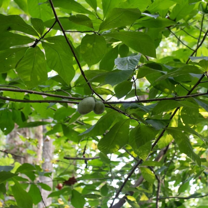 2 Pawpaw Live Plants | 1-2 Feet Tall Bare Root Seedlings | Asimina Triloba Native Fruit Trees | Deciduous Tropical Tree for Backyard