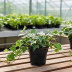 Glacier English Ivy Plant Live in 6 Inch Pot | English Ivy Plants | Trailing Plant & Climbing Ivy | Easy Care Houseplant for Pots, Shelves & Small Spaces