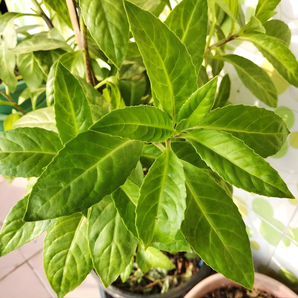 5 Longevity Spinach Live Plant, Gynura Procumbens 12–24 Inch Tall, Fast-Growing Perennial Green for Container Growing, Raised Beds and Home Gardens