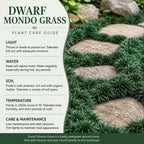 4 Dwarf Mondo Grass Plants Live, 4-8" Tall, Non GMO Ornamental Grass Live Plant, Drought Tolerent, High-Density Ground Cover for Shaded Backyard & Patio Pathway