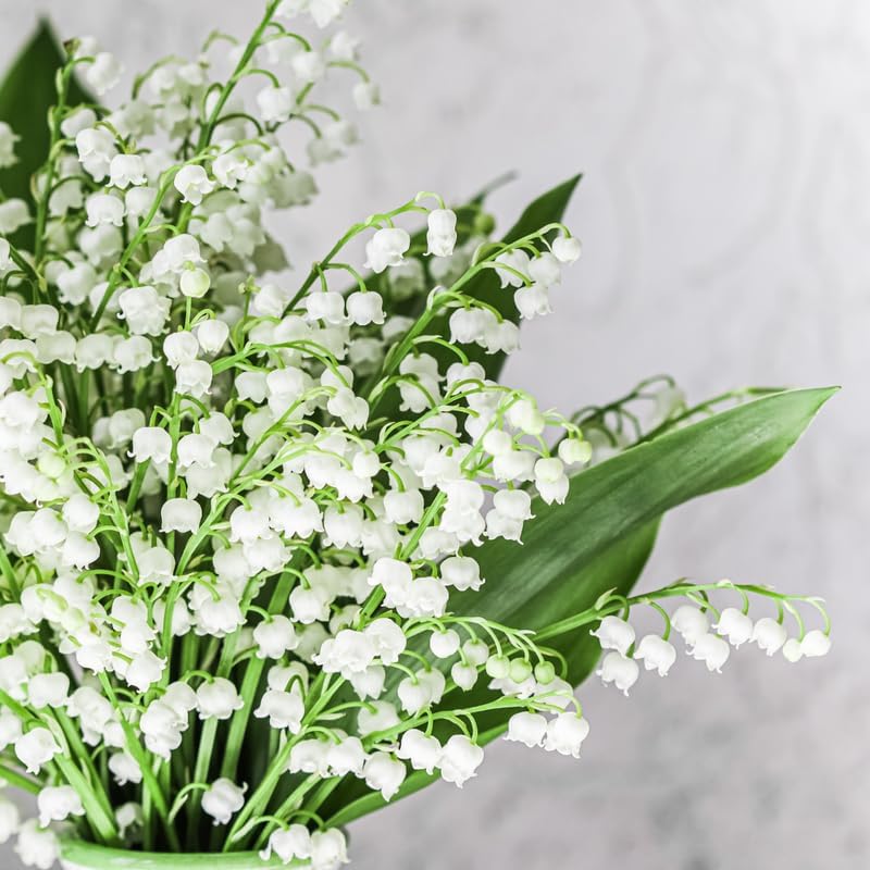 5 Lily of The Valley Plant Bare Roots, Hardy Perennial May Lily, Easy to Grow Fragrant Flower for Outdoor Garden