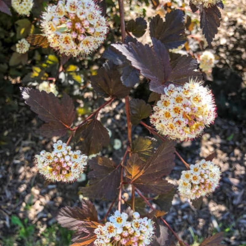 5 Live Ninebark Shrub Plant, 12-24" Tall Bare Root, Easy to Grow, Resilient Flowering Foliage for Garden Rows and Landscapes