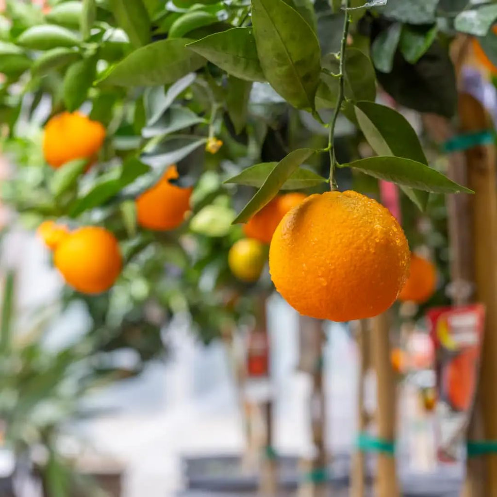 (No Ship to CA,HI,AK) Hamlin Orange Trees Live Plants| 1 Gallon Live Potted Citrus Plant | Sweet Juicy Fruit Tree for Indoor & Outdoor Spaces