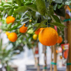 (No Ship to CA,HI,AK) Hamlin Orange Trees Live Plants| 1 Gallon Live Potted Citrus Plant | Sweet Juicy Fruit Tree for Indoor & Outdoor Spaces