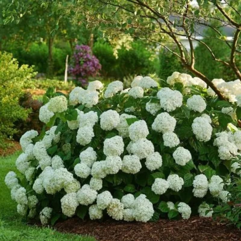 Japanese Snowball Viburnum Plant Live (Set of 4) – 6 to 12 Inch Live Shrubs | Stunning White Spring Blooms | Hardy Accent Plants for Elegant Gardens