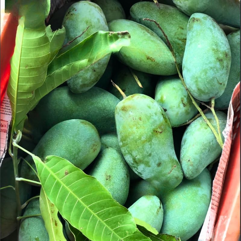 Live Mun Kun Si Mango Plant 2.5–3 Ft Tall | Vigorous Growing Mango Tree | Ideal for Home Garden & Outdoor Spaces | No Ship to CA, HI, AK