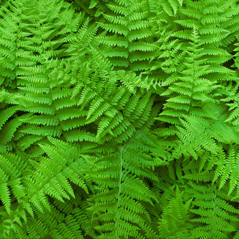 10 Cinnamon Ferns Live Plants Outdoor, Well-Rooted Rhizome Starters, Cold-Hardy Shade Plant for Home Landscapes and Large Pots
