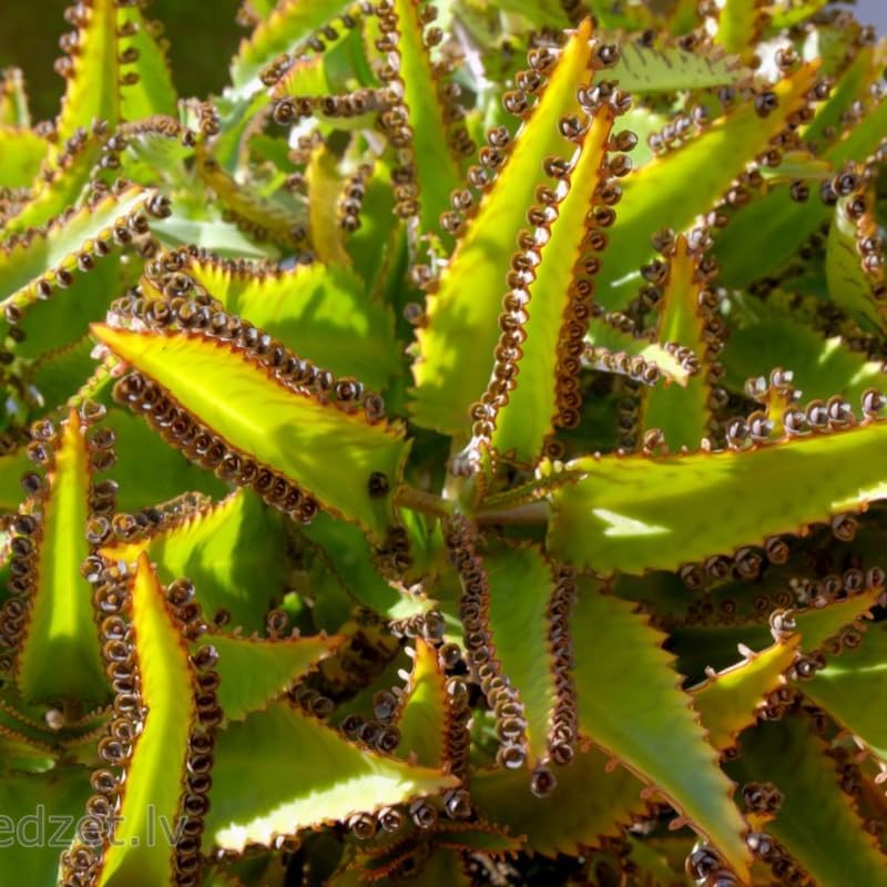 Kalanchoe Mother of Thousands Plant Live in 2" Inch Pot | Ideal Succulent for Indoor & Outdoor Garden| Low-Maintenance Houseplant for Home & Desk