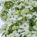 2 White Kousa Dogwood Tree, 12-18 Inch in Quart Pot, Low Maintenance Deciduous Tree, Vigorous Growth Habit with Vibrant Red Autumn Foliage