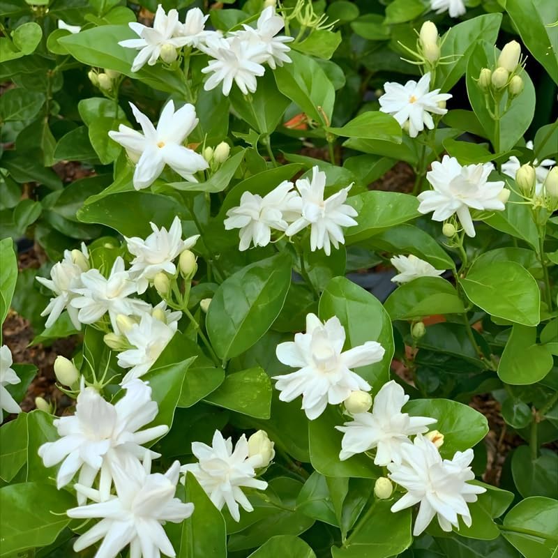 Jasmine Plant Live in 4 Inch Pot – Belle of India | Fragrant Jasmine Potted Plant Indoor | Jasmine Flower Plant for Home & Office Décor | Elegant White-Blooming Plant for Shelves, Desks