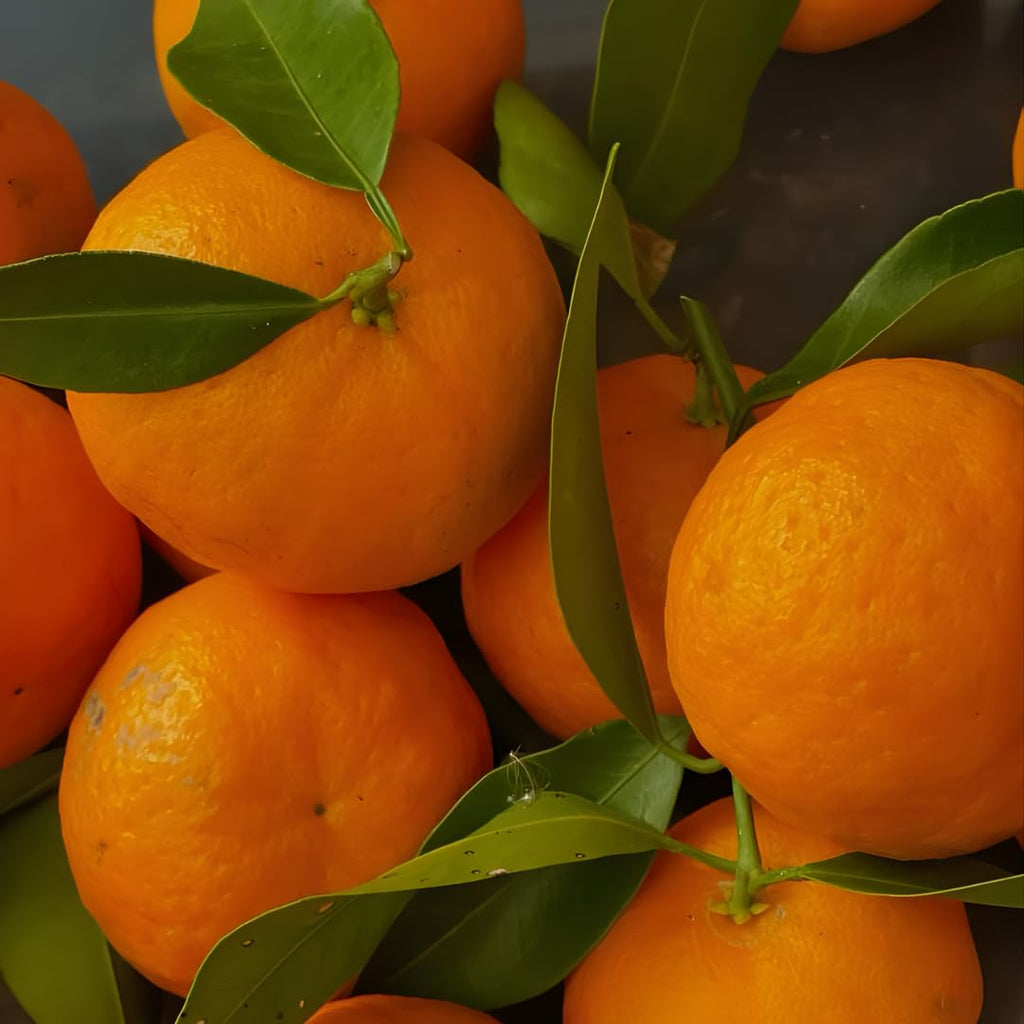 (No Ship to CA,HI,AK) Kishu Mandarin Oranges Tree Live Plant | 1 Gallon Live Potted Citrus Tree | Sweet Juicy Fruit for Cooking Juicing & Home Gardening