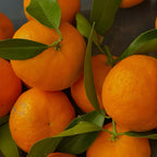 (No Ship to CA,HI,AK) Kishu Mandarin Oranges Tree Live Plant | 1 Gallon Live Potted Citrus Tree | Sweet Juicy Fruit for Cooking Juicing & Home Gardening