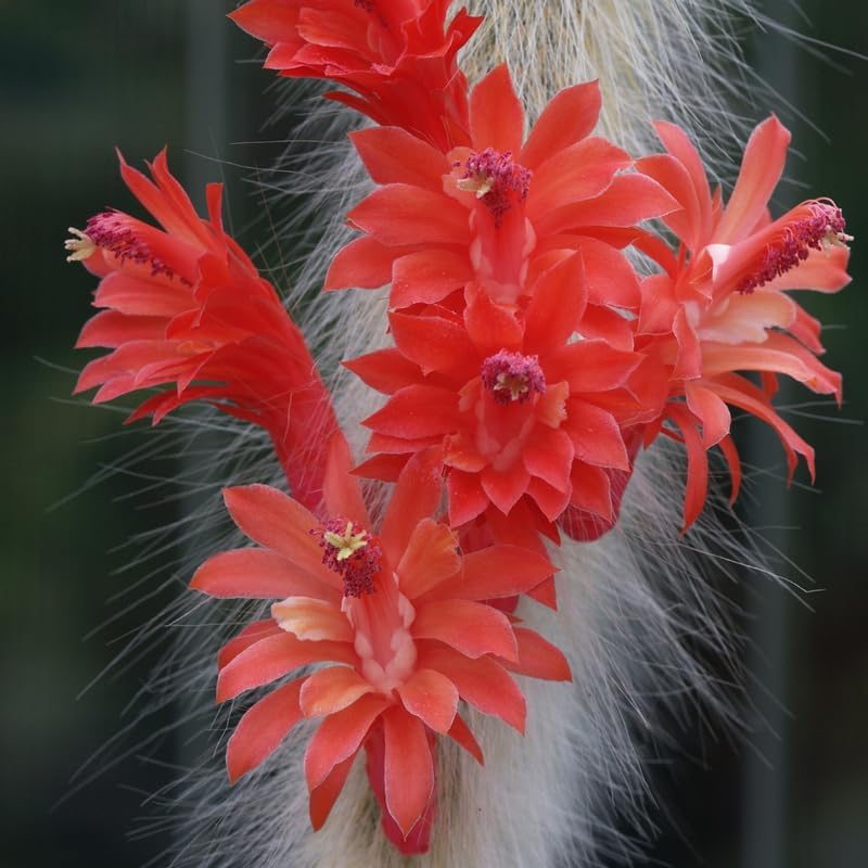 Rare Monkey Tail Cactus Live Plant – 7-9 Inch Succulent for Indoor & Outdoor, Unique Trailing Live Succulent, Ideal Gift for Plant Lovers