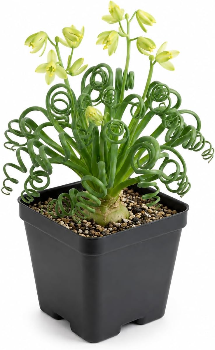 Frizzle Sizzle Plant, 4" Potted Albuca Spiralis Plant, High-Vigor Low Maintenance Spiral Succulent for Bright Windowsills, Striking Curly Foliage
