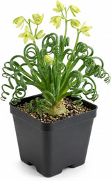 Frizzle Sizzle Plant, 4" Potted Albuca Spiralis Plant, High-Vigor Low Maintenance Spiral Succulent for Bright Windowsills, Striking Curly Foliage
