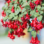 Fuchsia Plants Live, Gold and Red Foliage, 6-12 Inch Tall, Autumnale Variety, Fast Growing Deciduous Flowering Shrub, Well-Rooted Plant