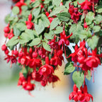 2 Fuchsia Plants Live, Gold and Red Foliage, 6-12 Inch Tall, Autumnale Variety, Trailing Flowering Plant, Ideal for Hanging Baskets
