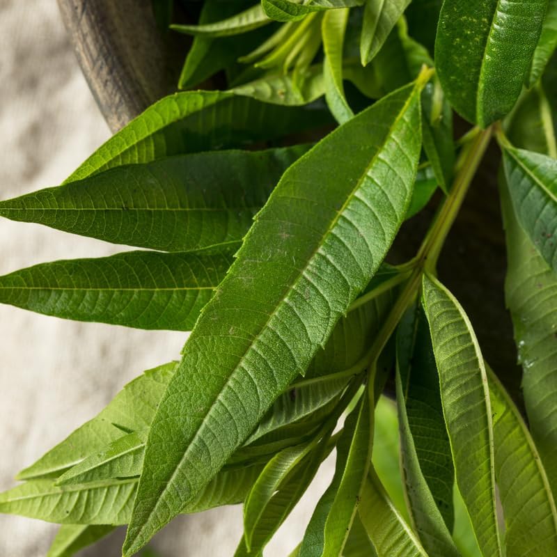 Lemon Verbena Plant, 4-Inch Tall, Aloysia triphylla, Easy to Grow Culinary Herb for Garden Planting, Aromatic and Edible Herb Live Plant