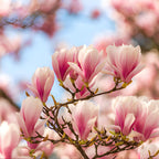 Ann Magnolia Tree Live, 12-18 Inch Tall in 2.5 Inch Pot, Low Maintenance Fragrant Multi-Petal Flowering Shrub for Small Yards and Focal Points