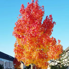 10 Sweet Gum Tree Live Plant 1-2ft Tall | Established Native Tree | Ready to Plant Shade Tree for Backyard