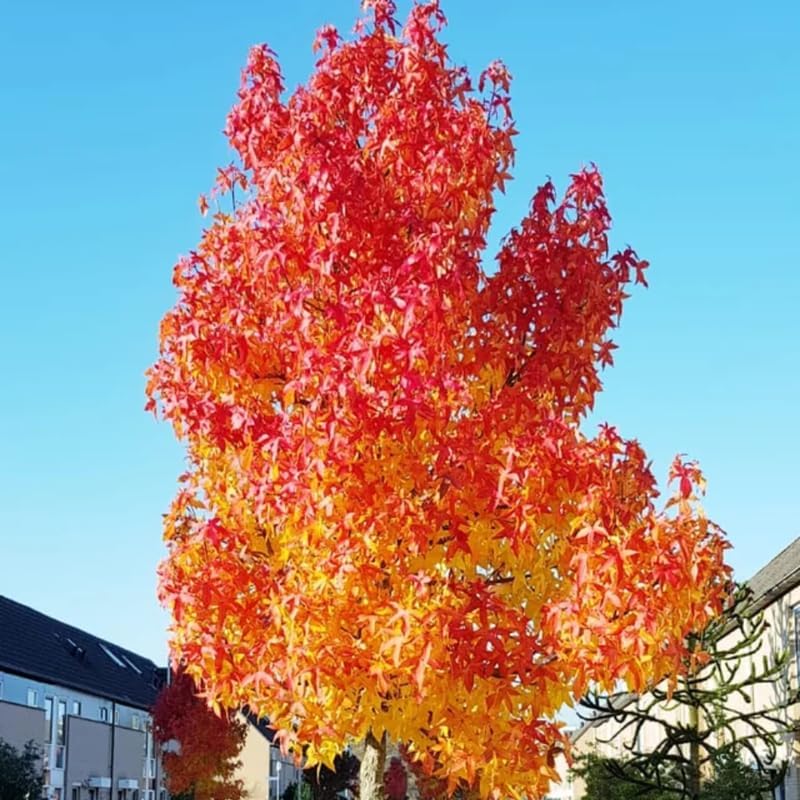10 Sweet Gum Tree Live Plant 1-2ft Tall | Established Native Tree | Ready to Plant Shade Tree for Backyard