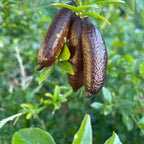 Red Finger Limes Tree Live Plant | 2.5–3 Ft Live Citrus Plant | Easy-to-Grow Citrus Tree for Home Gardens & Patios